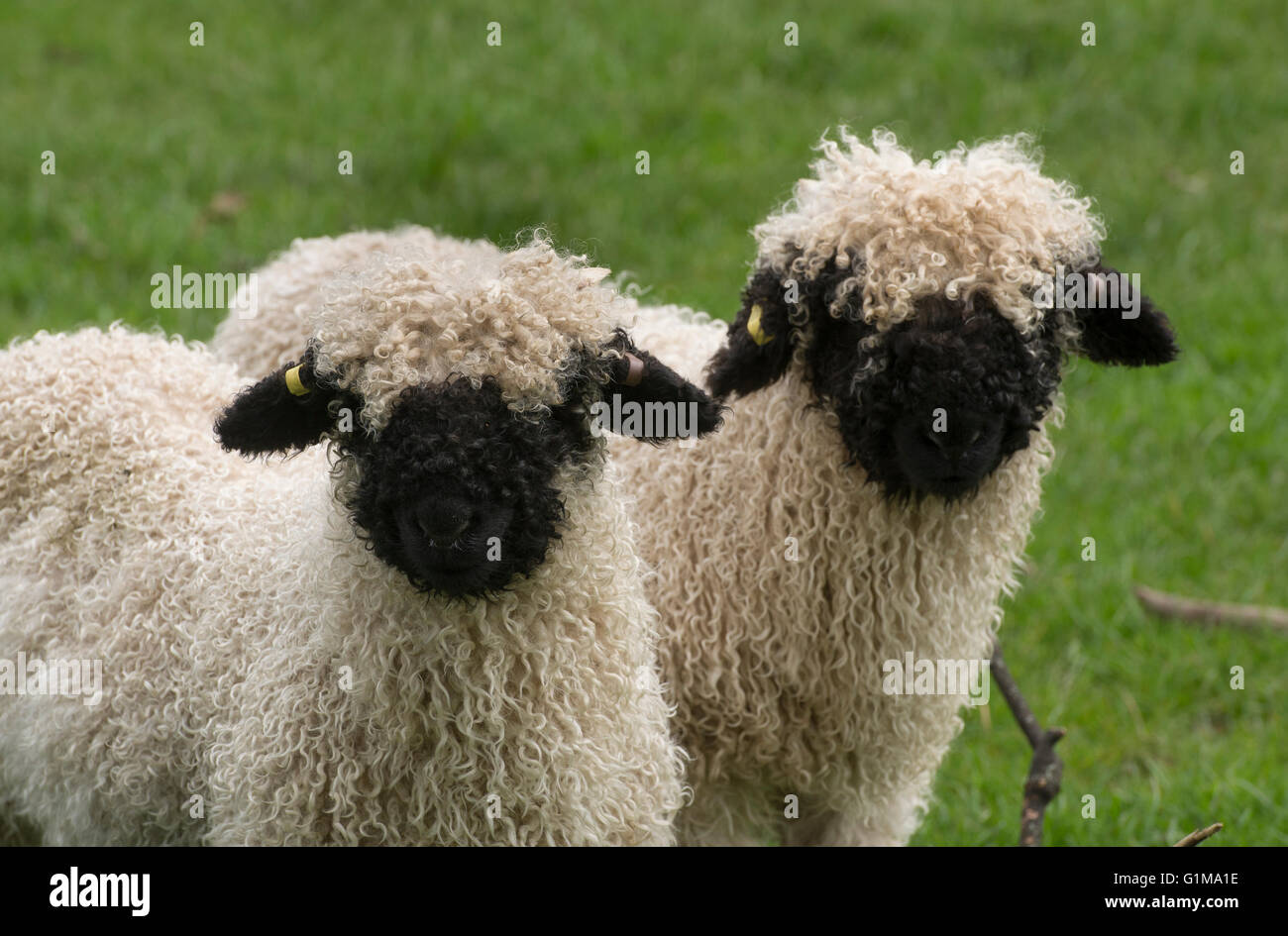 Valais Blacknose lambs, Cheshire, UK Stock Photo
