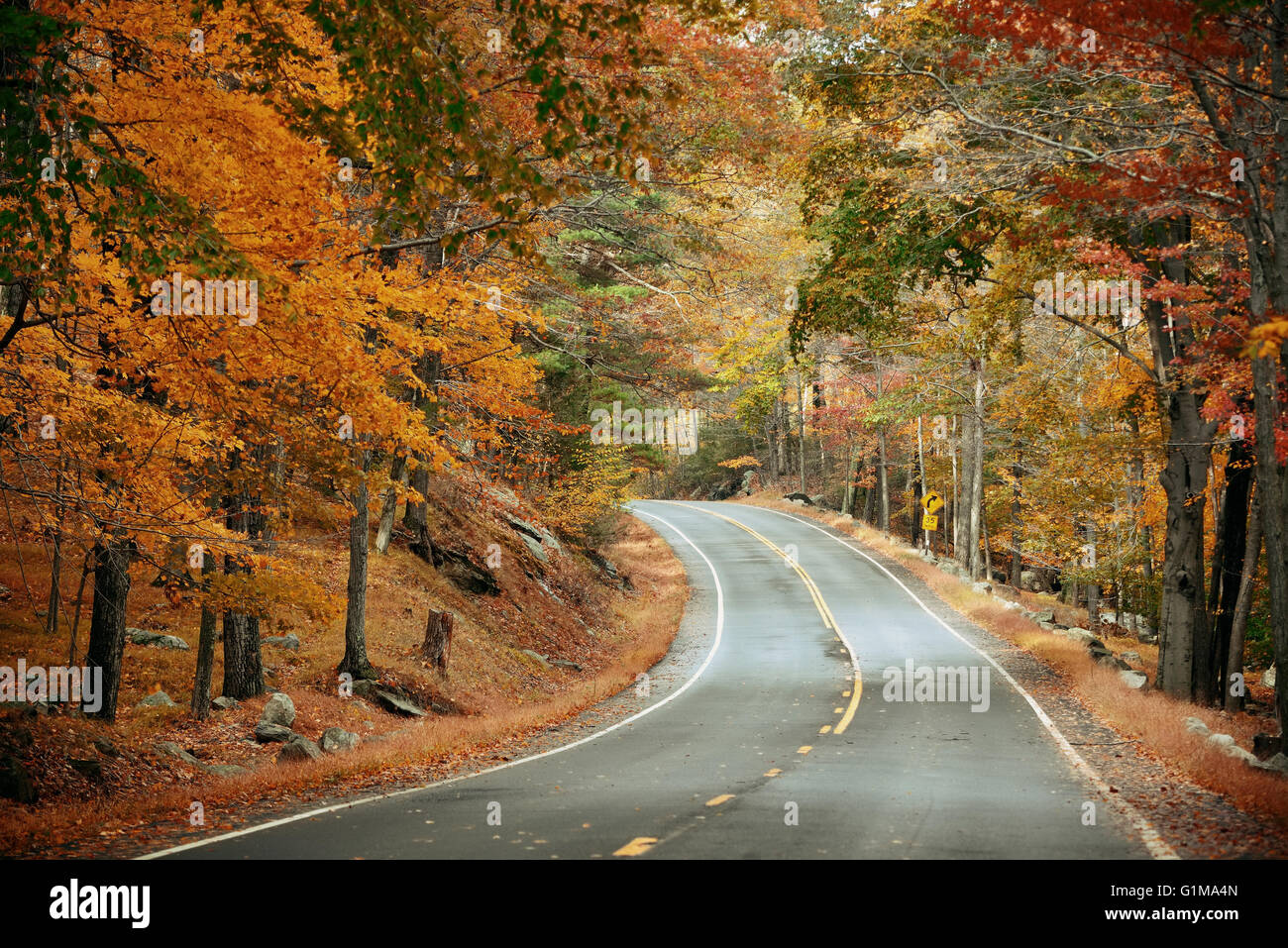 Autumn foliage in forest with road Stock Photo - Alamy