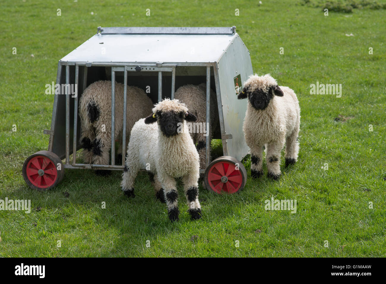 Valais Blacknose Lambs And Creep Feeder Stock Photo 104324049 Alamy
