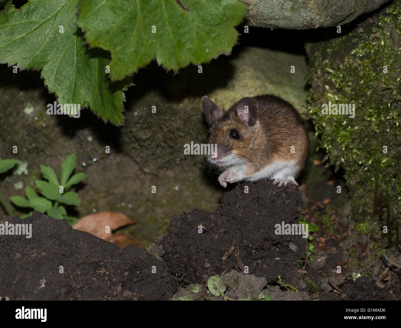 Wood mouse in a garden, Preston, Lancashire. UK Stock Photo