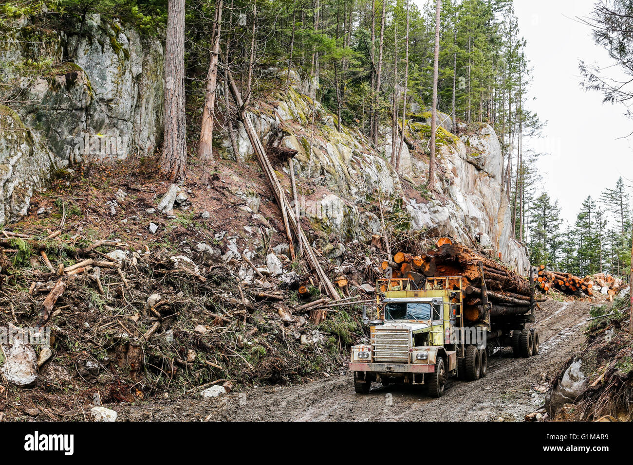 Loaded logging truck on forest road Stock Photo