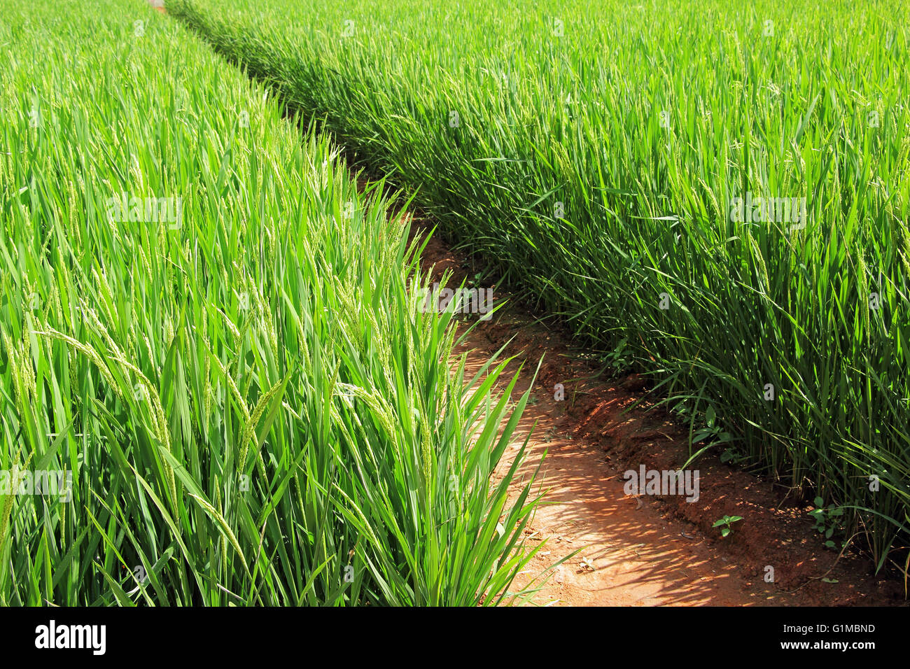 Ripening rice paddy plants in the tropical region of India. Stock Photo