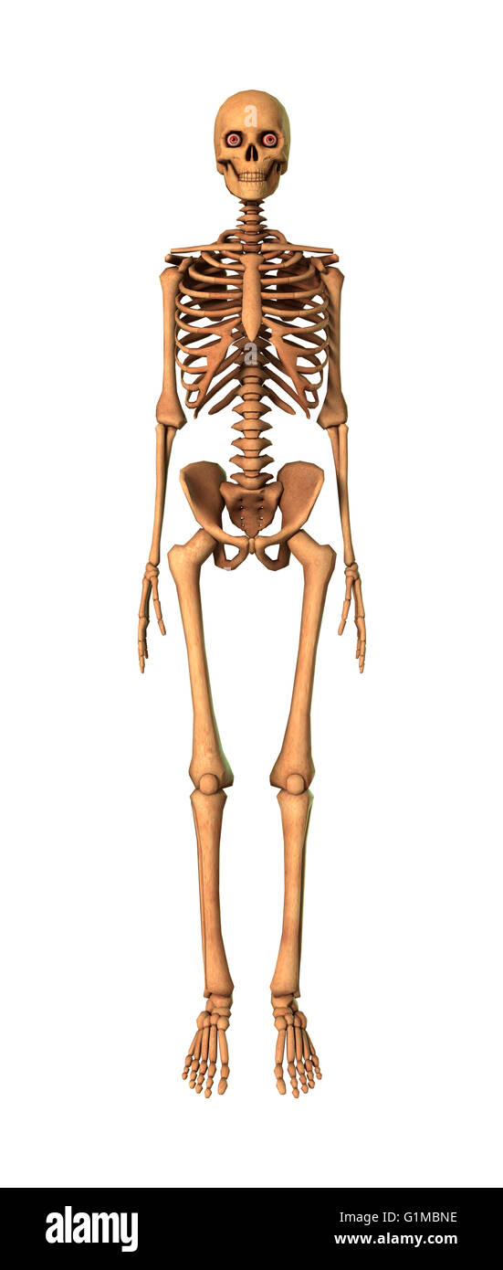 3D rendering of a human skeleton isolated on white background Stock Photo