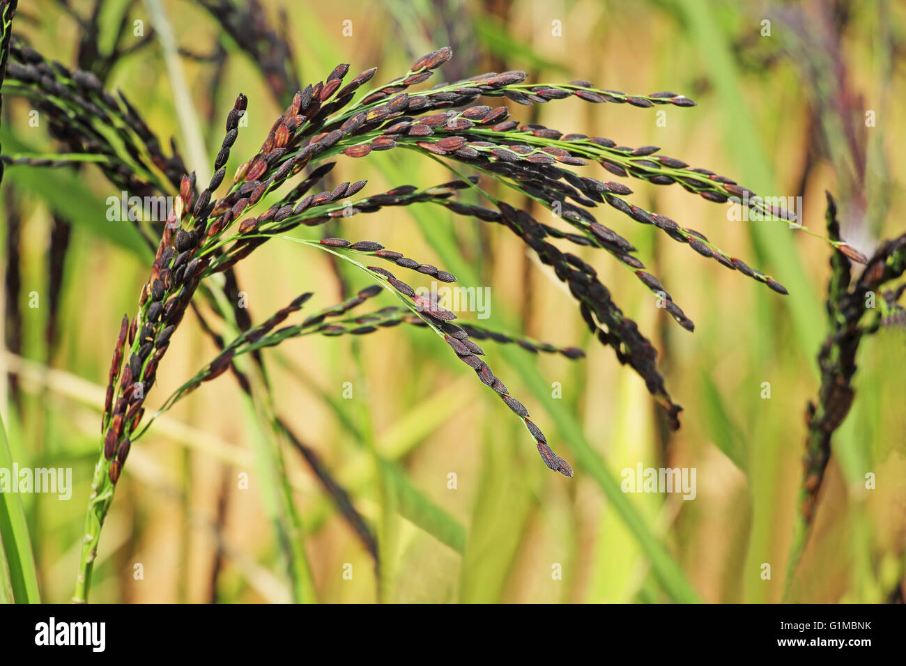 Close up of hybrid rice paddy plant stalk with grains from India. Stock Photo