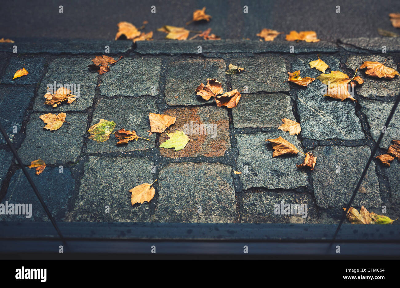 Autumn colored leaves on a sidewalk hires stock photography and images