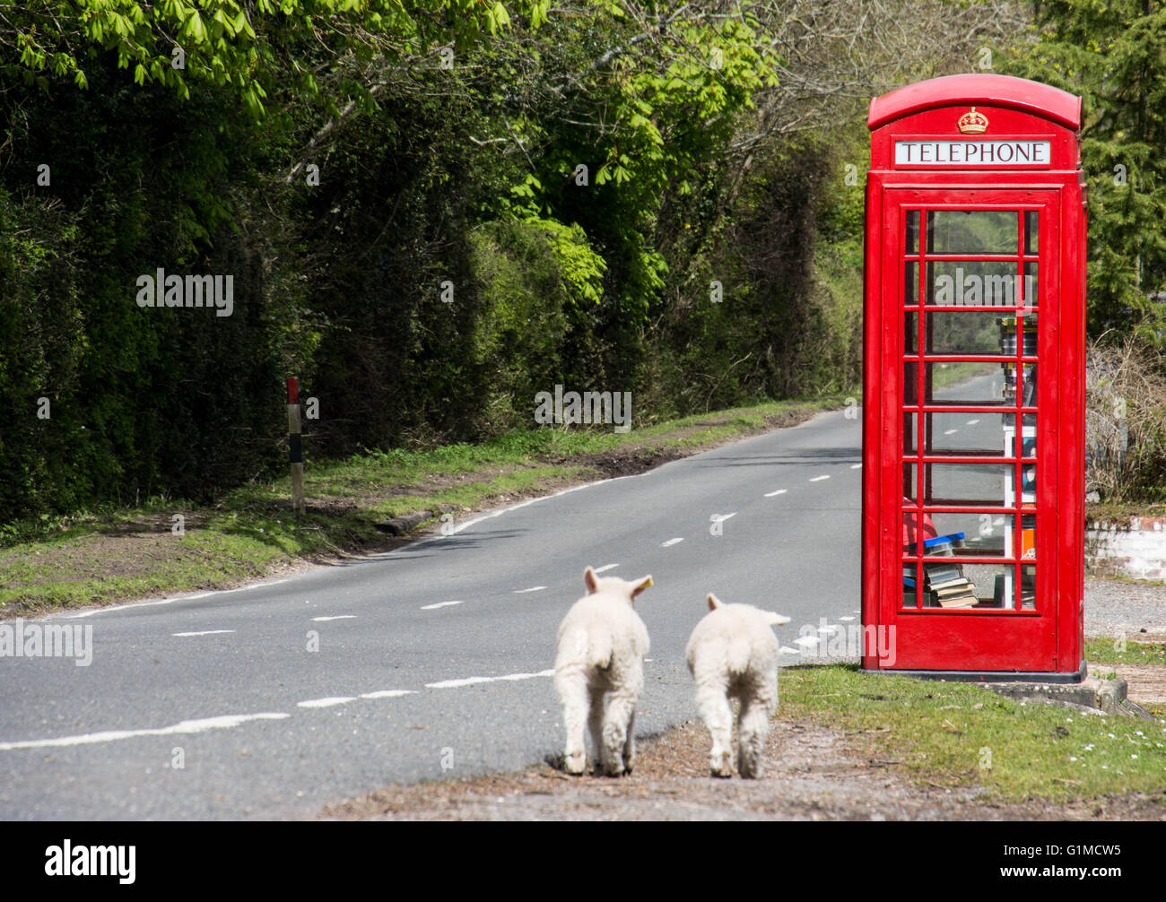 Two lambs wandering down a country lane in the New Forest Stock Photo