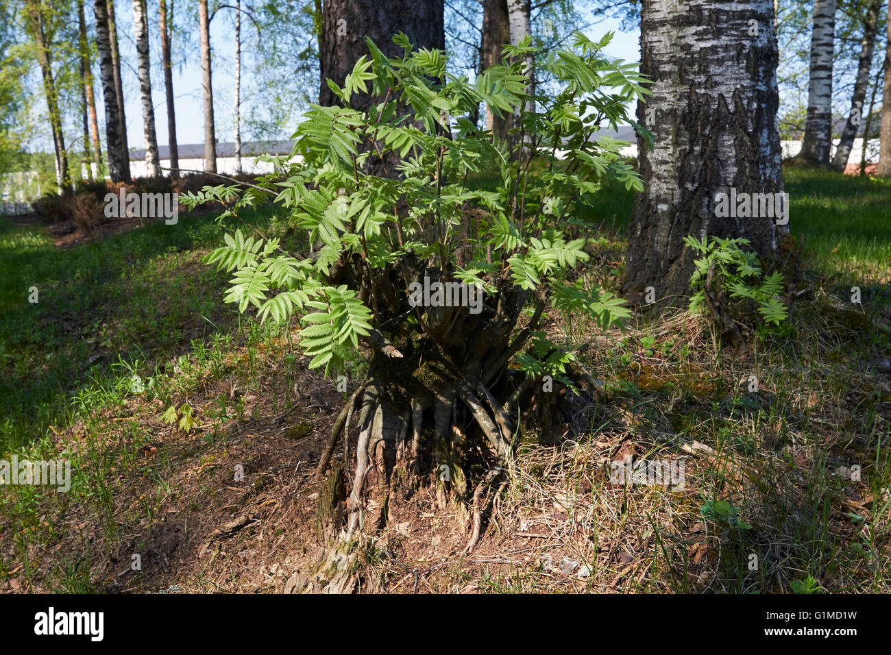 rowan tree stump with sprouts Stock Photo