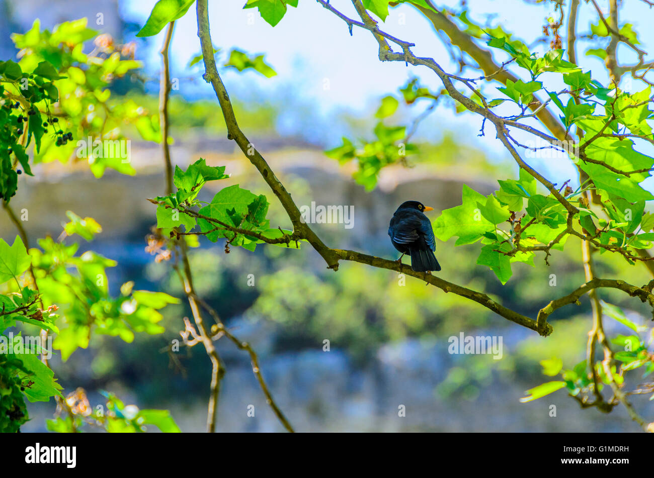 FONTAINE DE VAUCLUSE, CHOUCARD A BEC JAUNE,  VAUCLUSE 84 FRANCE Stock Photo