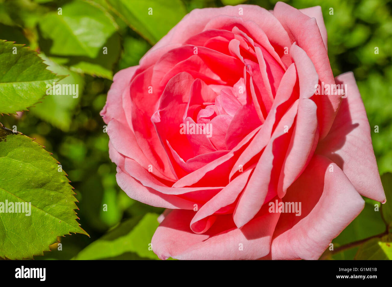 FONTAINE DE VAUCLUSE, ROSIER, VAUCLUSE 84 FRANCE Stock Photo Alamy