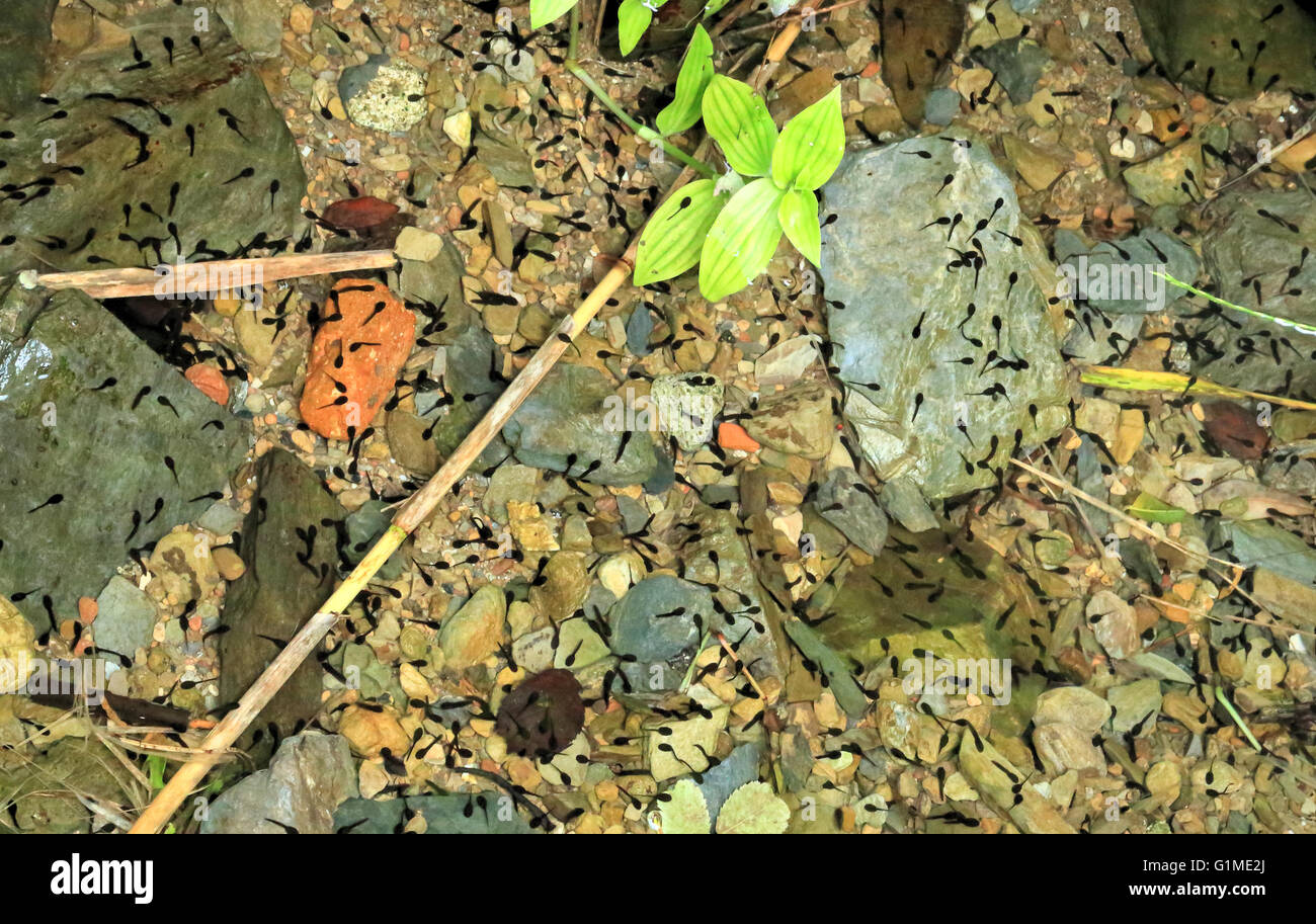 Tadpoles in freshwater creek. Italian stream frog (Rana italica). Stock Photo