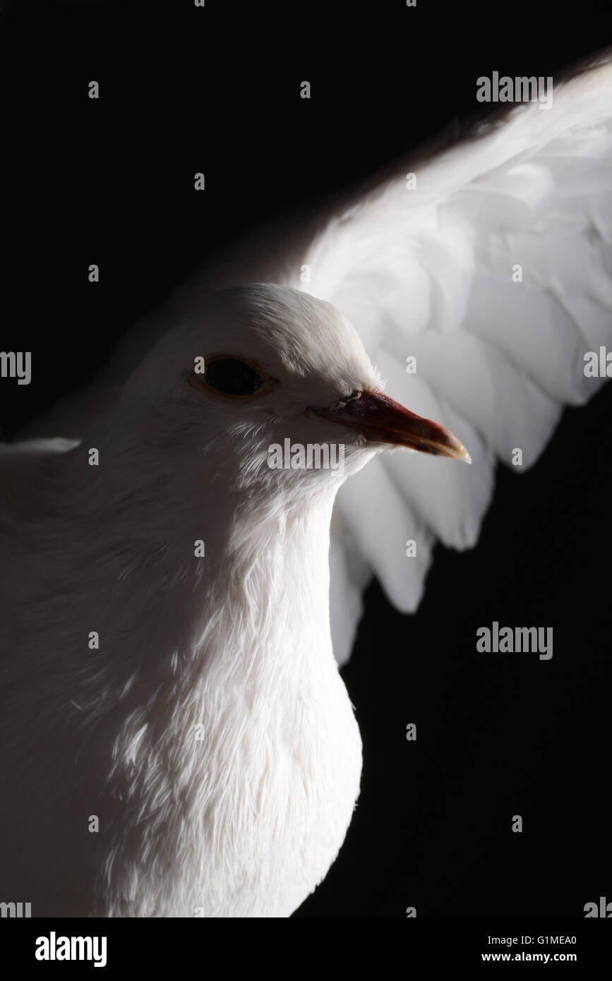 Stuffed white dove, detail against black Stock Photo