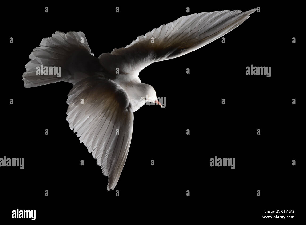 Stuffed white dove in flight against black Stock Photo