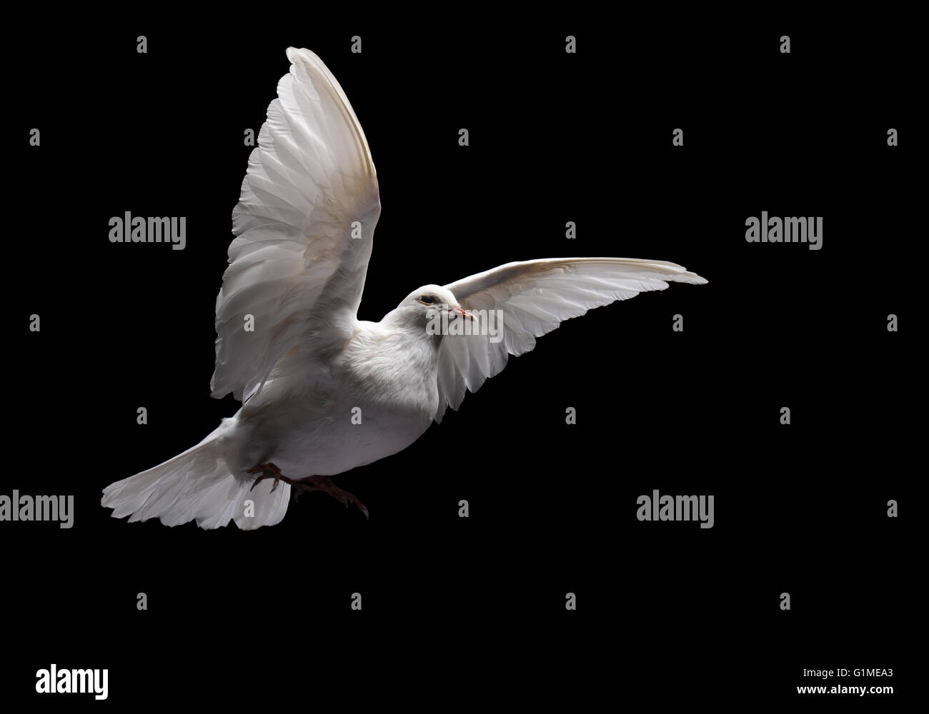 Stuffed white dove in flight, against black Stock Photo