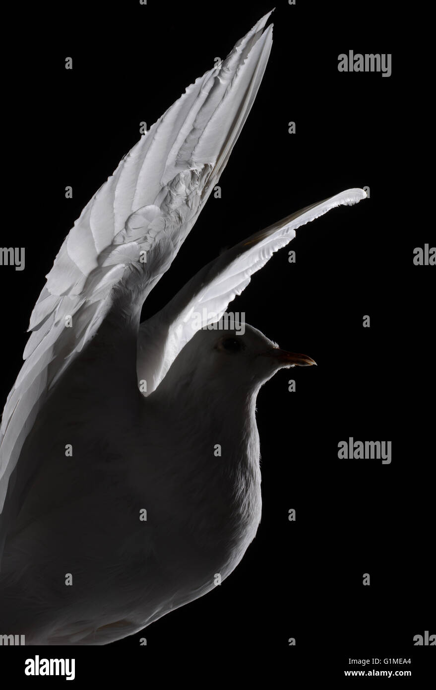 Stuffed white dove in flight, detail against black Stock Photo