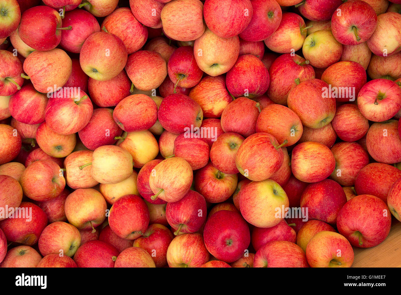 Bunch Of Royal Gala Apples Stock Photo - Download Image Now - Apple -  Fruit, Gala, White Background - iStock