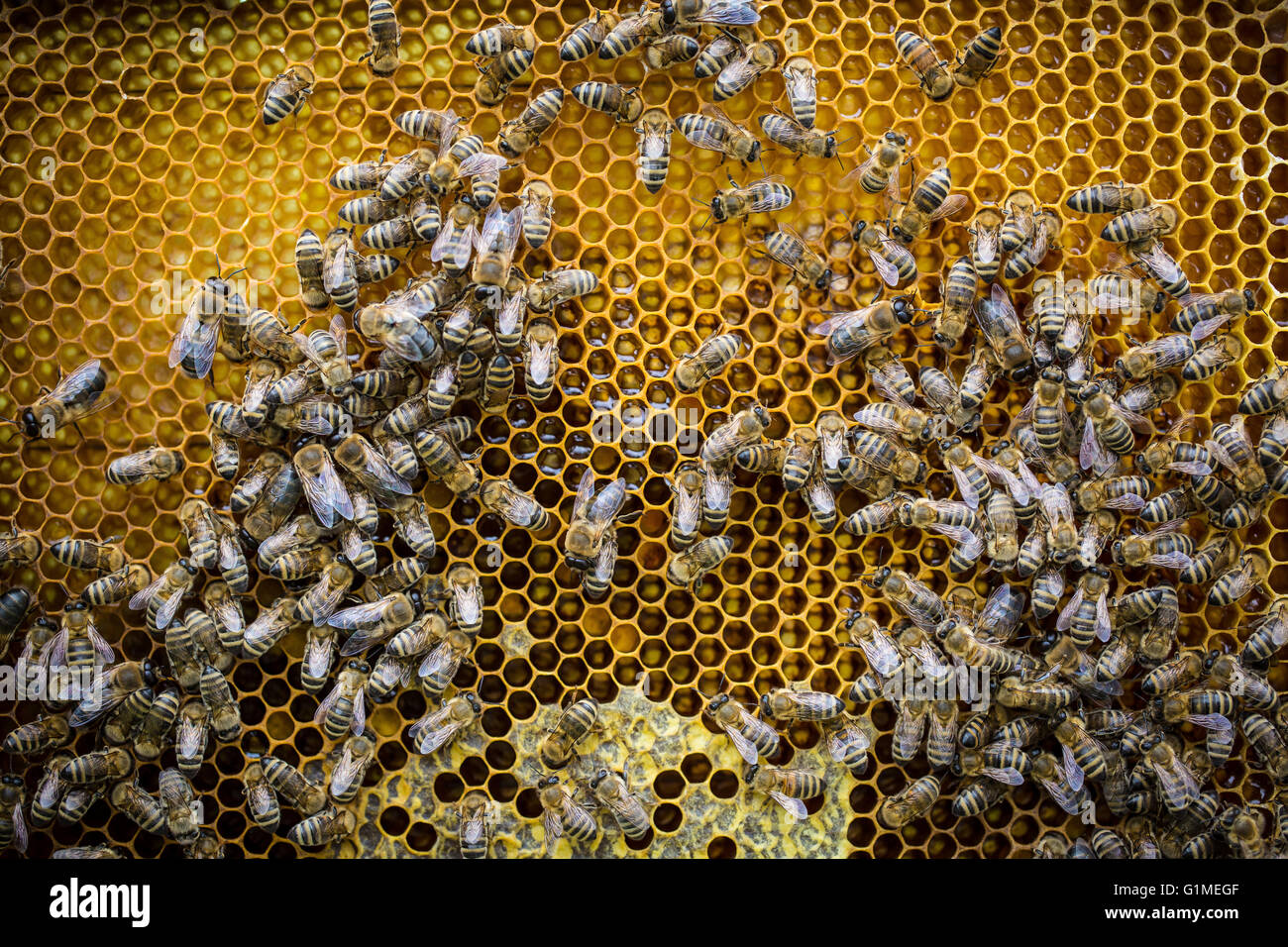 bees work on collecting honey Stock Photo Alamy