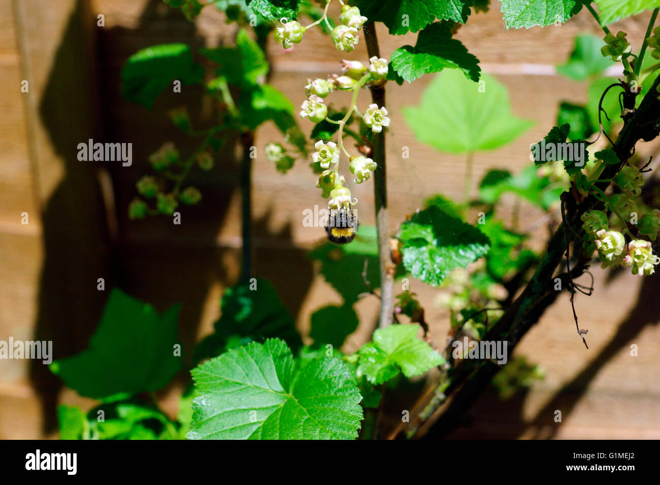 BUMBLE BEE SERVICING A BLACK CURRANT BUSH. Stock Photo