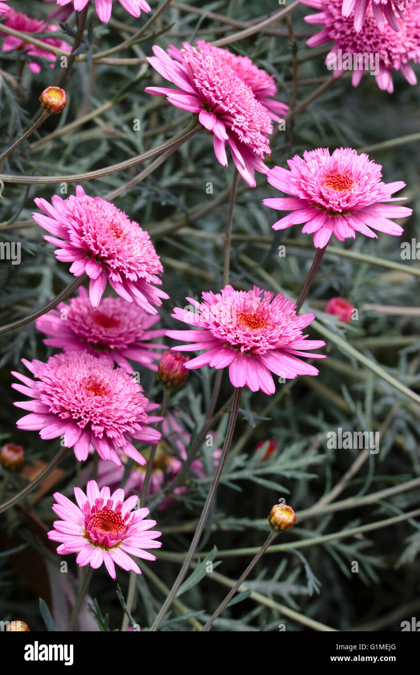 Double centred pink flowers of the half-hardy sub-shrub, Argyranthemum frutescens 'Tresco' Stock Photo