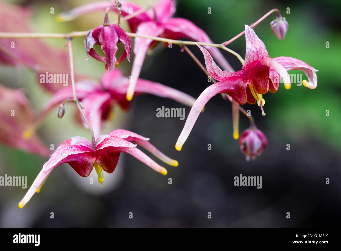 Delicate red spring flowers of the evergreen perennial barrenwort, Epimedium 'William Stearn' Stock Photo