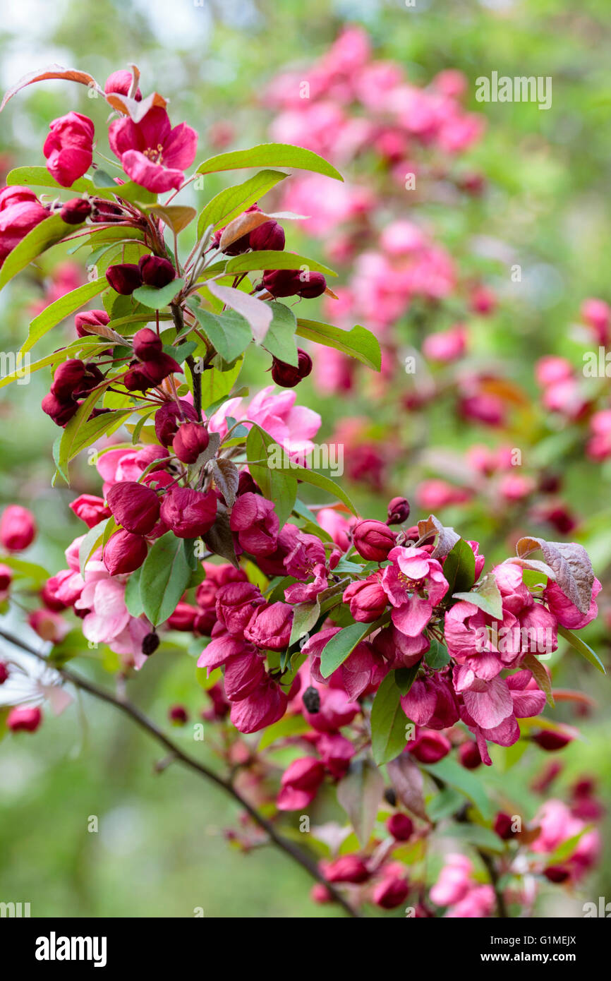 Red spring flowers of the ornamental crab apple, Malus 'Indian Magic' Stock Photo