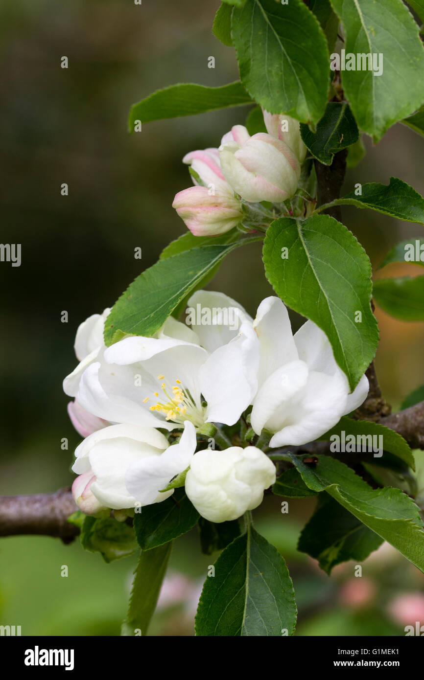 White spring flowers of the ornamental crab apple, Malus 'Jelly King
