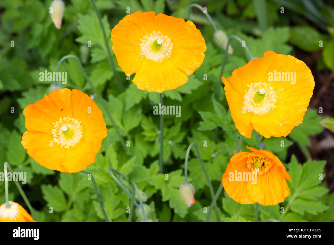 Flowers of the orange form of the welsh poppy, Papaver cambricum var. aurantiaca Stock Photo