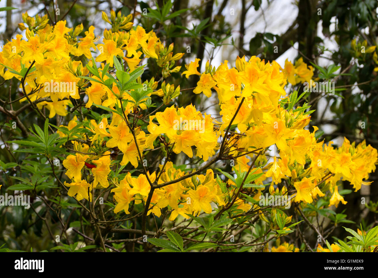 Yellow orange spring flowers of the deciduous azalea, Rhododendron 'Golden Oriole' Stock Photo