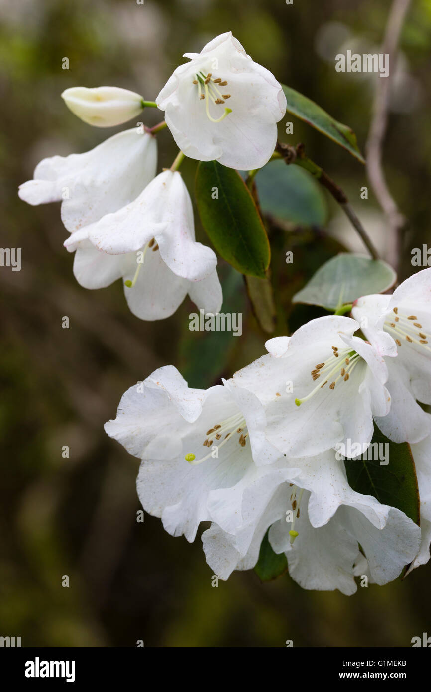 White bell flowers of the evergreen small tree, Rhododendron 'Pipaluk