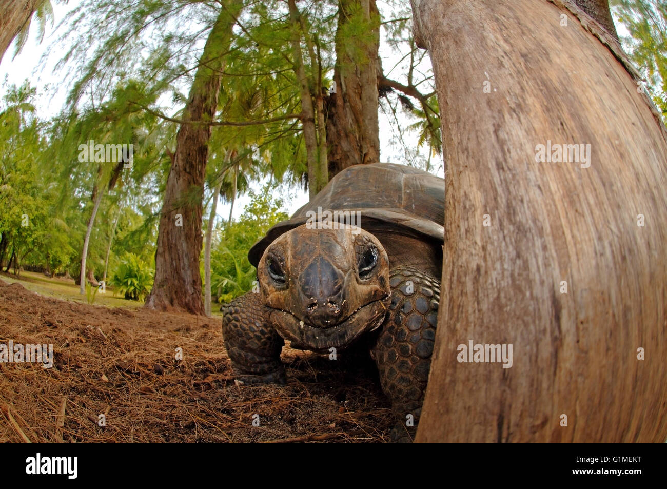 Hood island tortoise galapagos hires stock photography and images Alamy