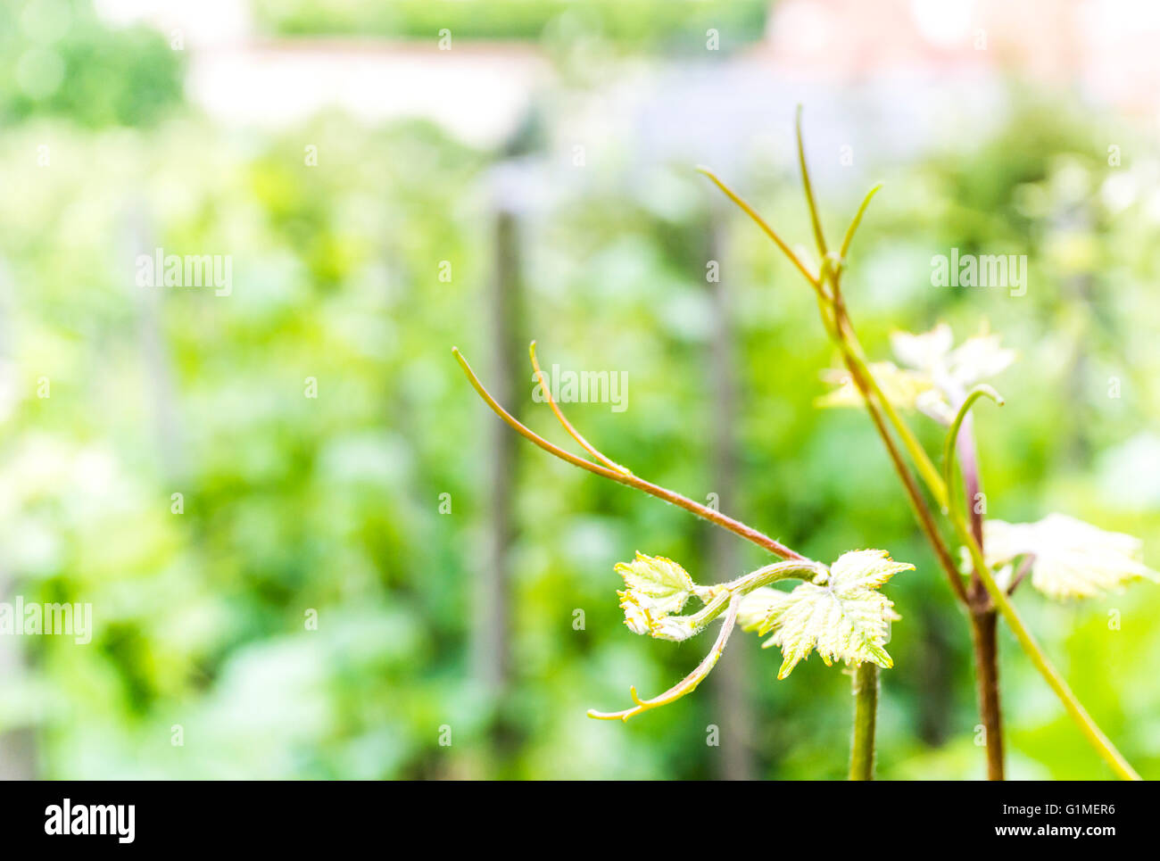 vineyard in spring Stock Photo