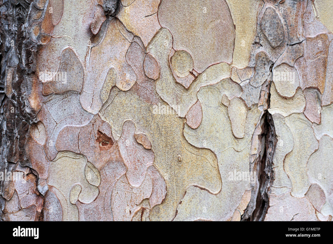 Black pine forest pinus nigra hi-res stock photography and images - Alamy
