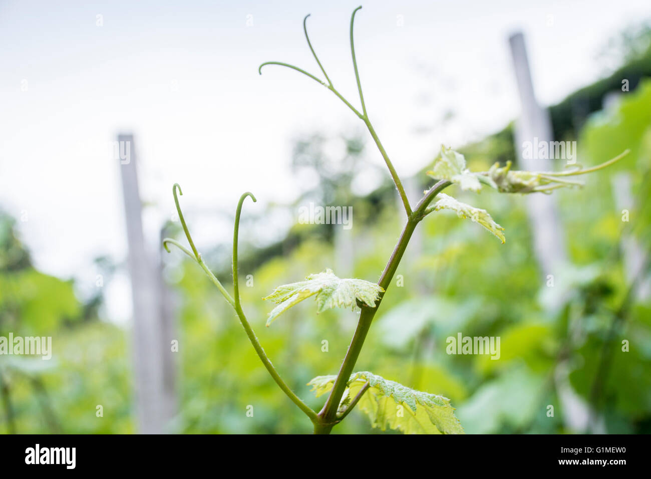 vineyard in spring Stock Photo