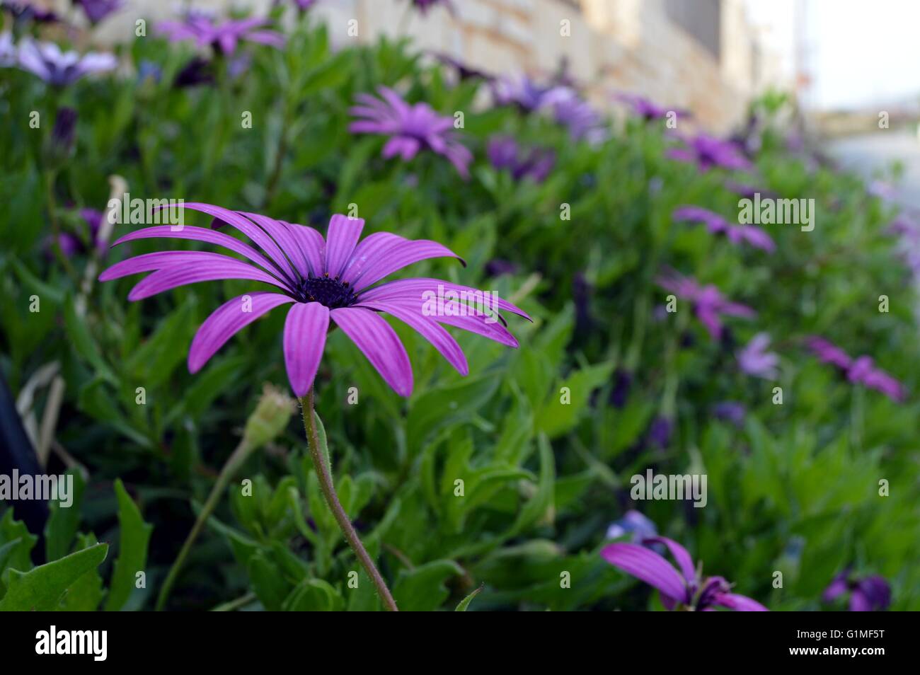 Flower carpet of mauve color with several petals on a green vegetation. Stock Photo