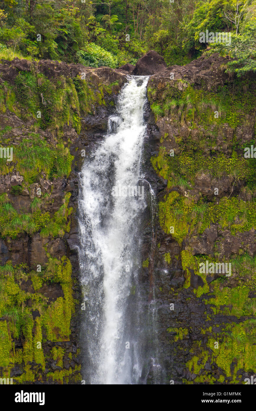 A look at the upper portion of 'Akaka falls Stock Photo
