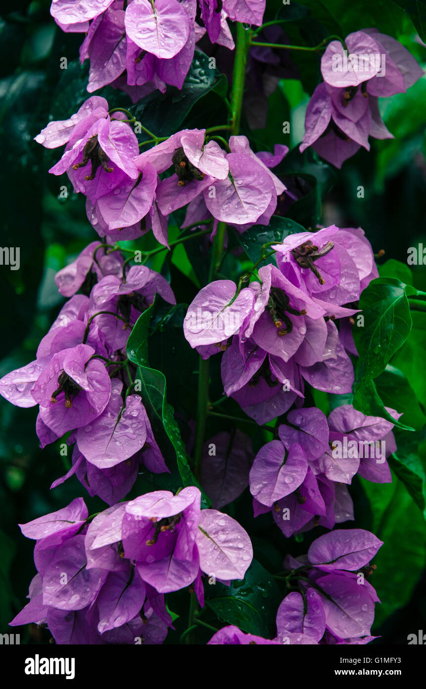 Cluster pink flowers green leaves hi-res stock photography and images ...