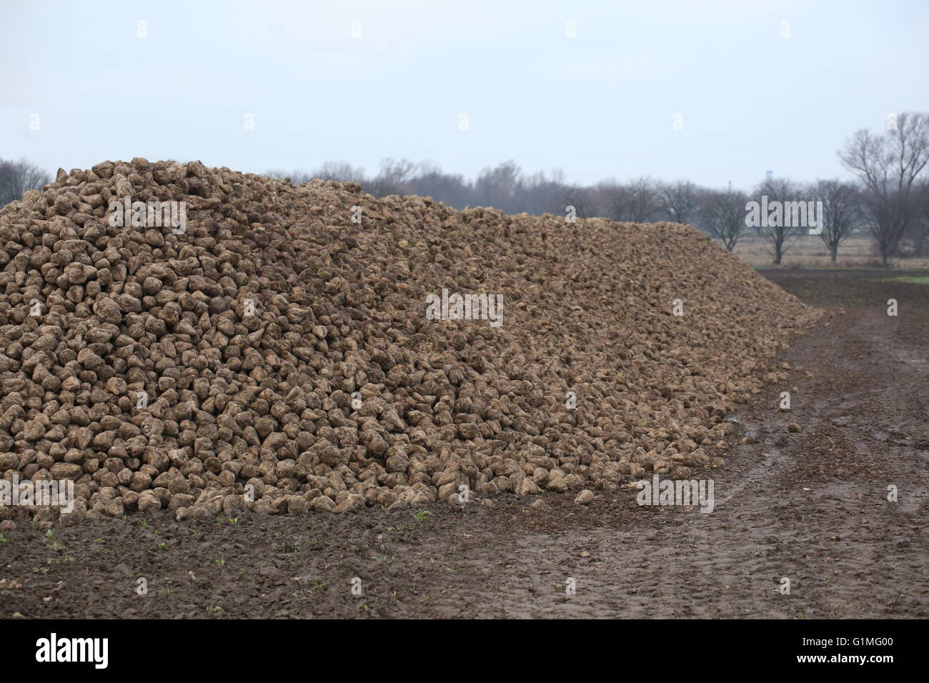 Beet tree hi-res stock photography and images - Alamy