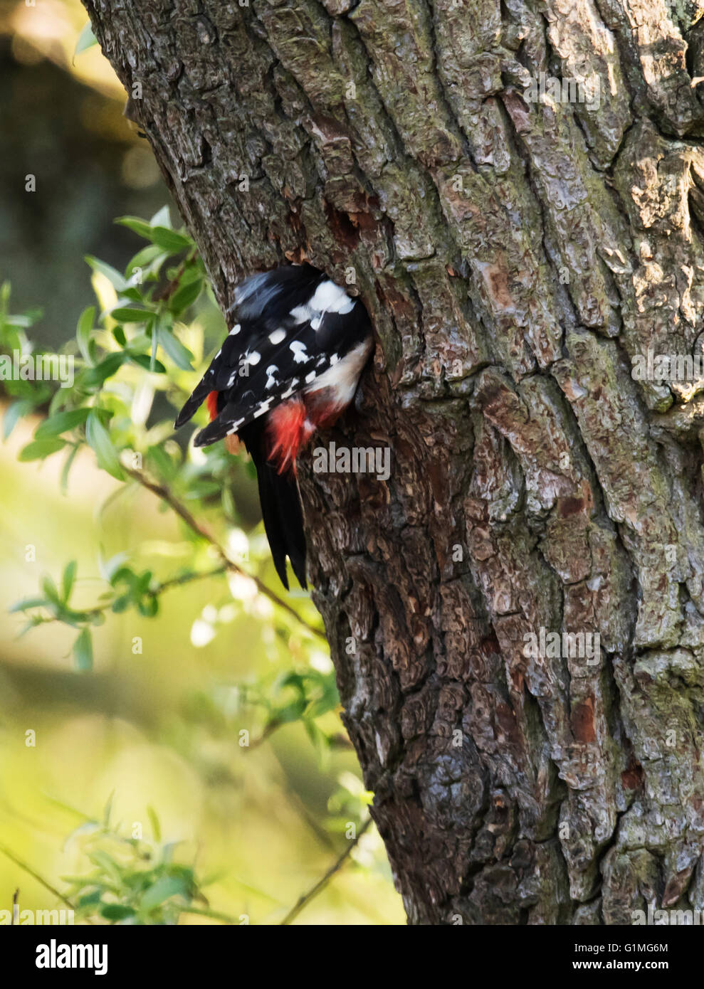 Female Great Spotted Woodpecker Dendrocopos Major Inspecting Nest female-great-spotted-woodpecker-dendrocopos-major-inspecting-nest