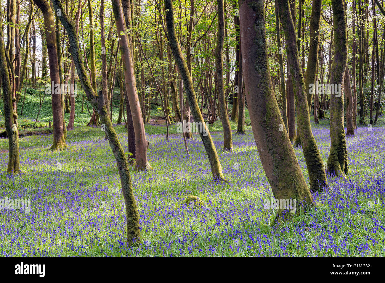 Cornwall countryside woods hi-res stock photography and images - Alamy
