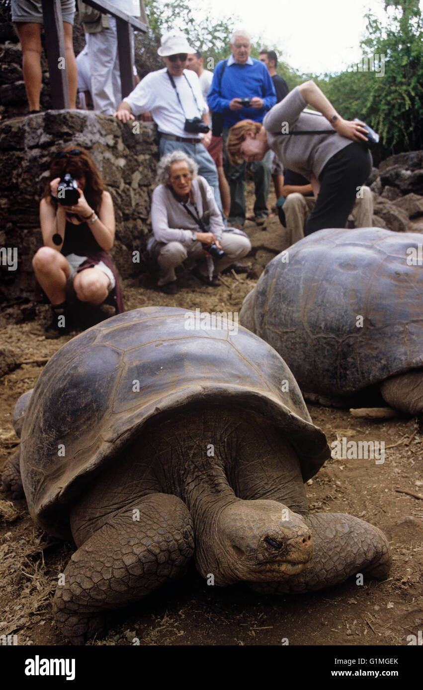 Tourists and Giant Tortoise, Charles Darwin Research Center, Santa Cruz Island, Galapagos Islands, Ecuador. South America. Stock Photo