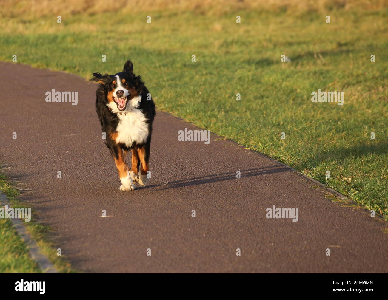 Bernese mountain dog running happily Stock Photo Alamy