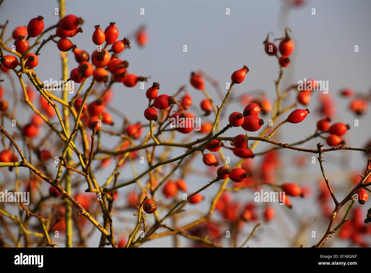 Many dog rose hips (Rosa canina) in sunlight. Stock Photo