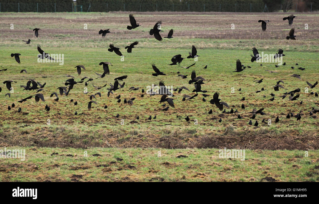 Big flock of rooks (Corvus frugilegus) on a field Stock Photo - Alamy