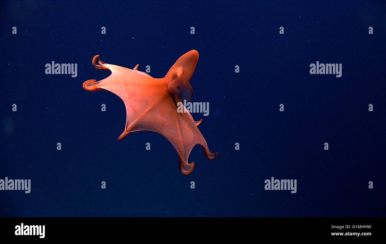 A rare dumbo octopus, often called the Blind Octopod due to the lack of a lens and reduce retina in its eyes captured by the unmanned remotely operated Deep Discoverer submersible during the Oceano Profundo expedition exploring seamounts, trenches and troughs April 15, 2015 off Puerto Rico. Stock Photo