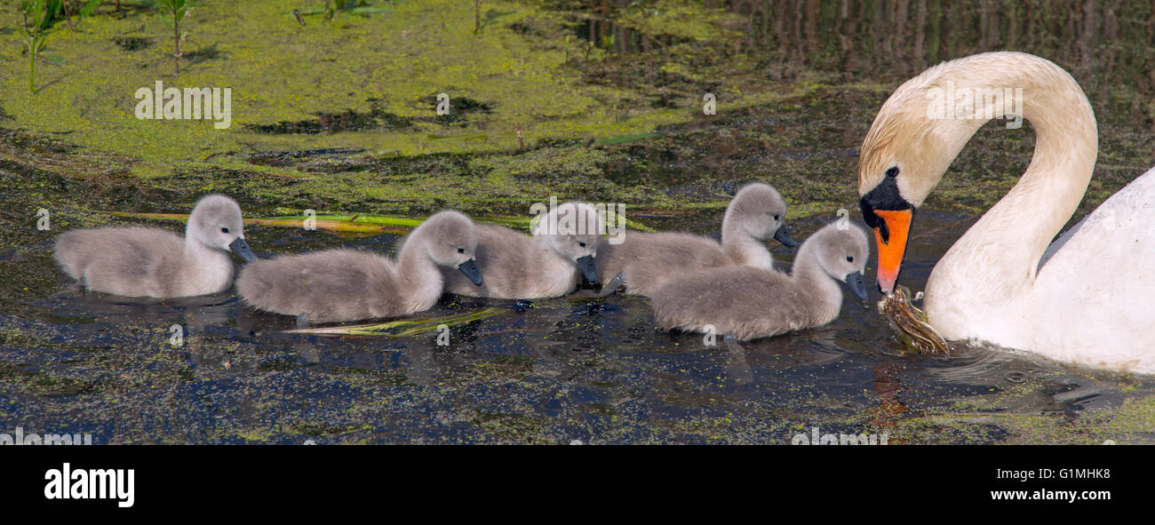 Mute Swan Cygnus olar with a family of newly hatched cygnets Norfolk Stock Photo