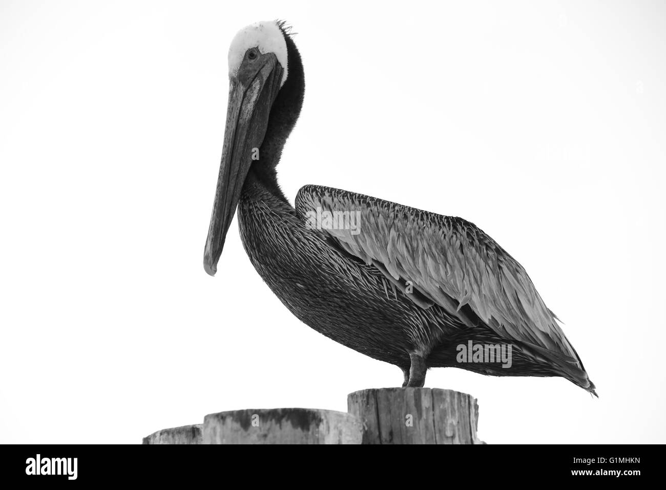 This is s photo of a Florida pelican taken in black and white. Stock Photo