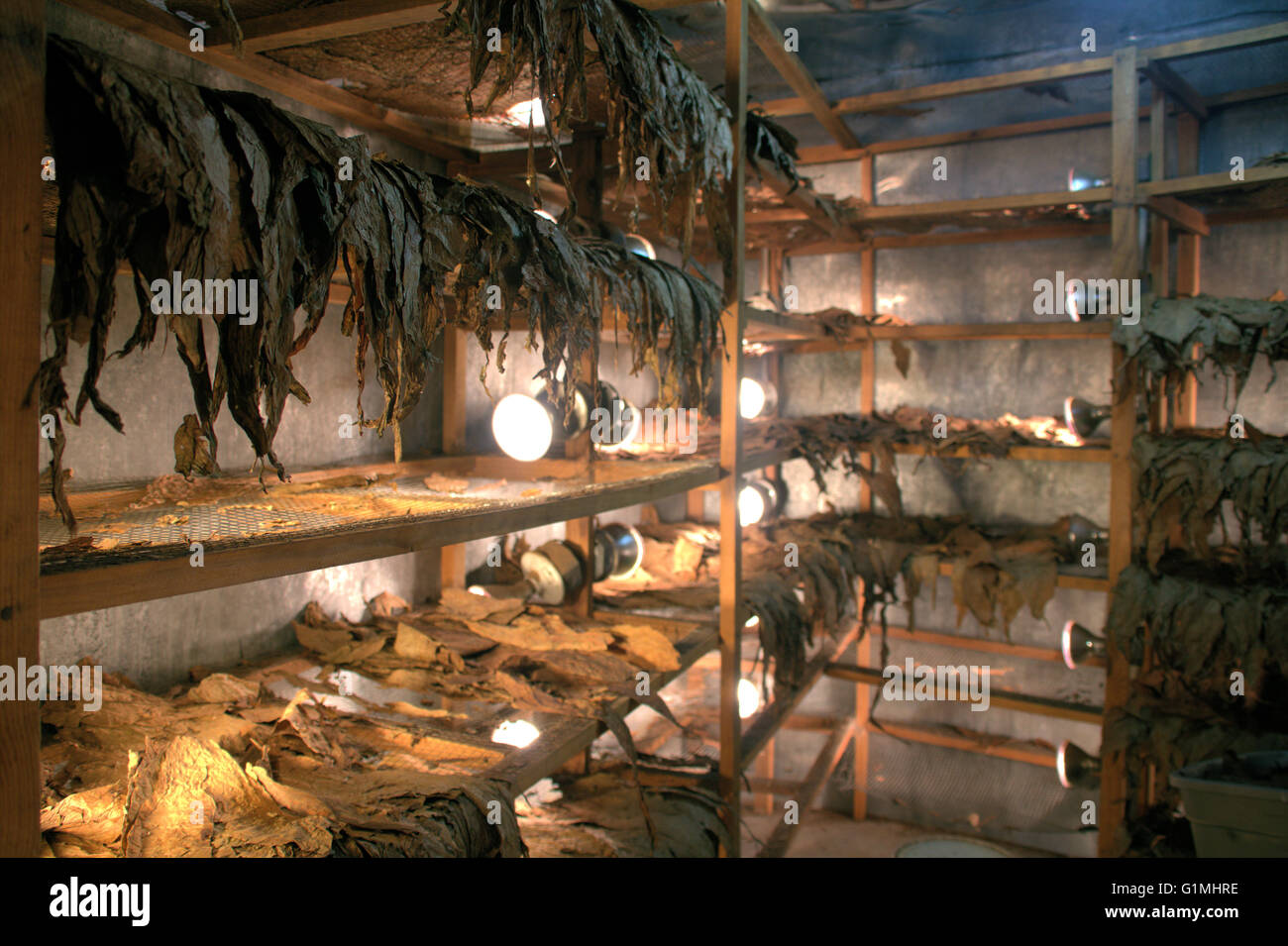 Drying room, where tobacco leaves dry on racks before moving onto the  fermentation process at a tobacco factory in Vinales, Pinar del Rio  Province, Cuba Stock Photo