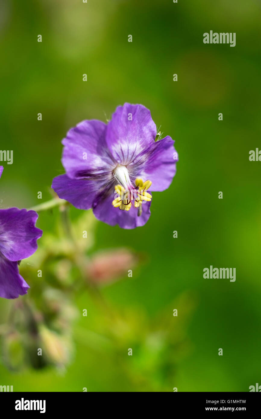 Summer flower with purple blue petals isolated from soft green background Stock Photo