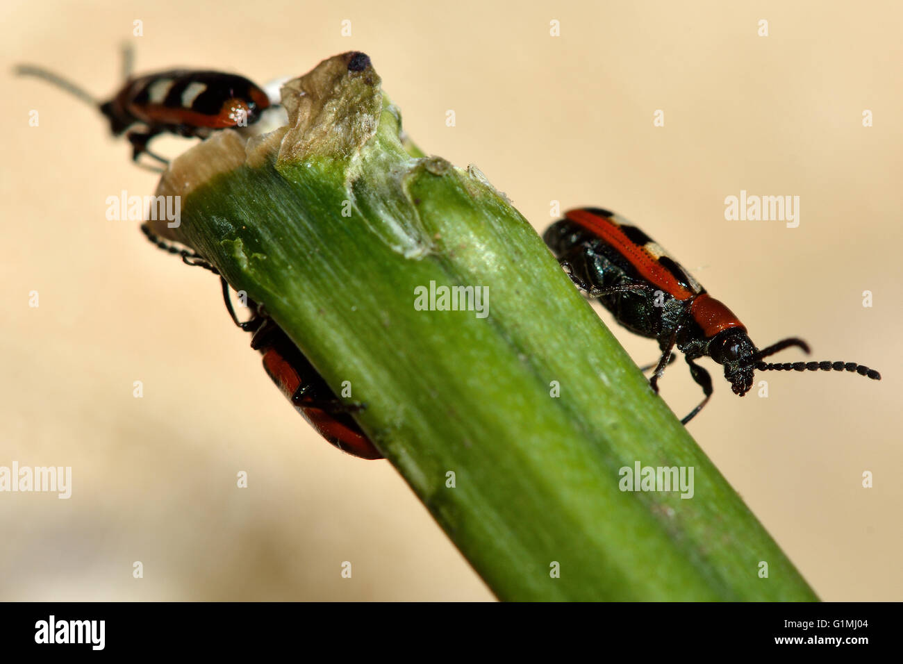 Asparagus beetles (Crioceris asparagi) on damaged stem of vegetable. Familiar garden pest of crops feeding on plants Stock Photo