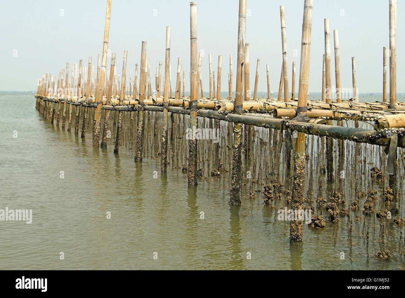 shellfish farming, oysters farm in the sea Stock Photo Alamy