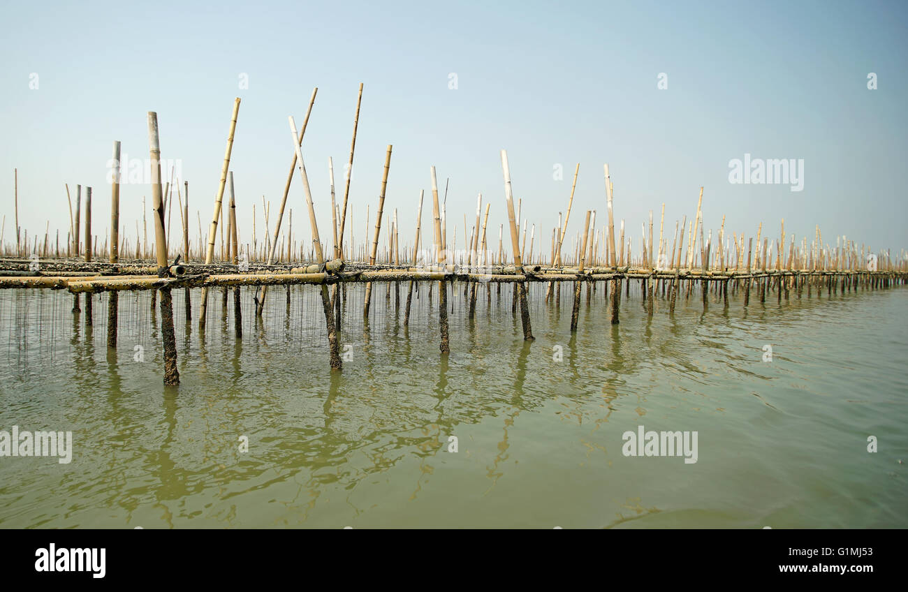 shellfish farming, oysters farm in the sea Stock Photo Alamy